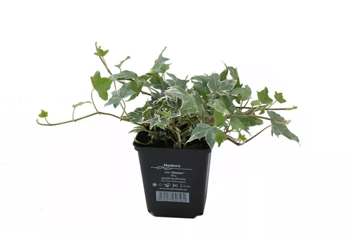 Hedera helix 'Glacier', 12er Set