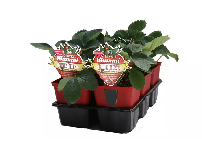 Hummi ® Neue Mieze, 6er- & 12er Set