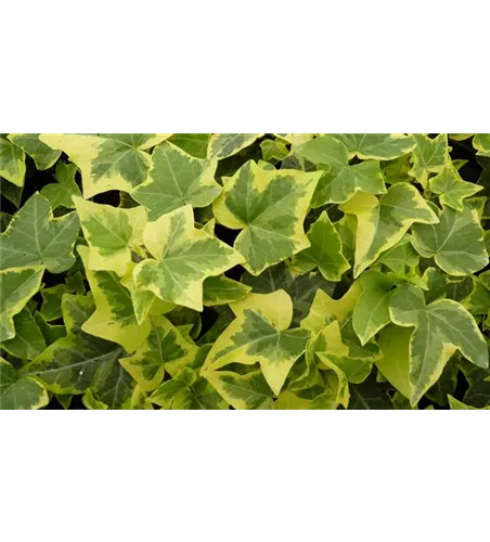 Hedera helix 'Gold Child', 12er Set