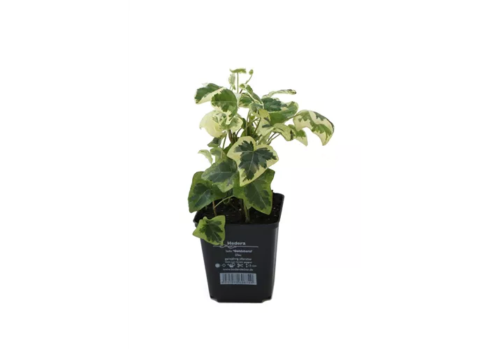 Hedera helix 'Goldstern', 12er Set