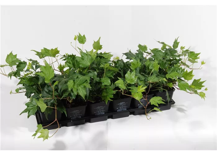 Hedera helix 'Green Ripple', 12er Set