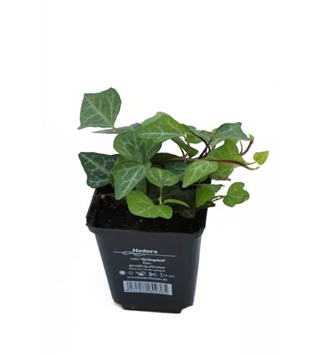 Hedera helix 'Grünpfeil', 12er Set
