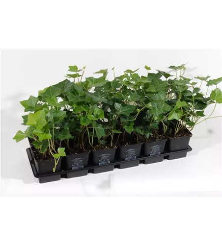 Hedera helix Hibernica, 12er Set