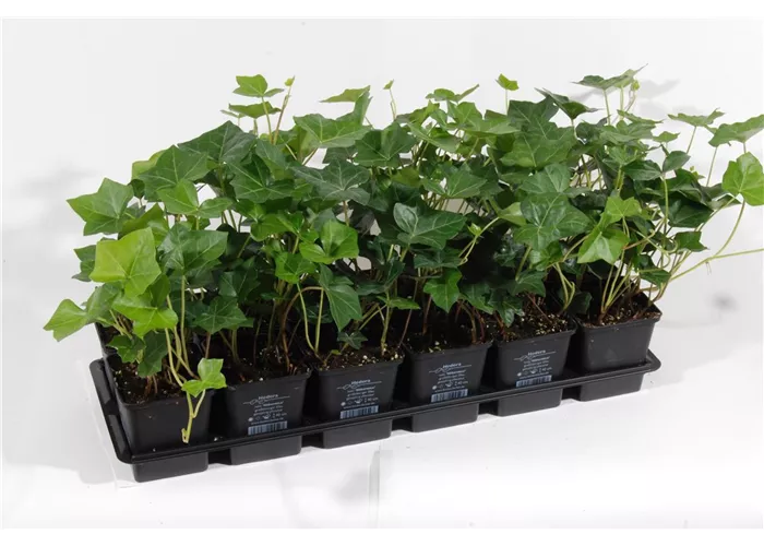 Hedera helix Hibernica, 12er Set