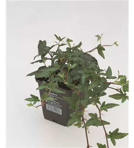 Hedera helix 'Shamrock', 12er Set