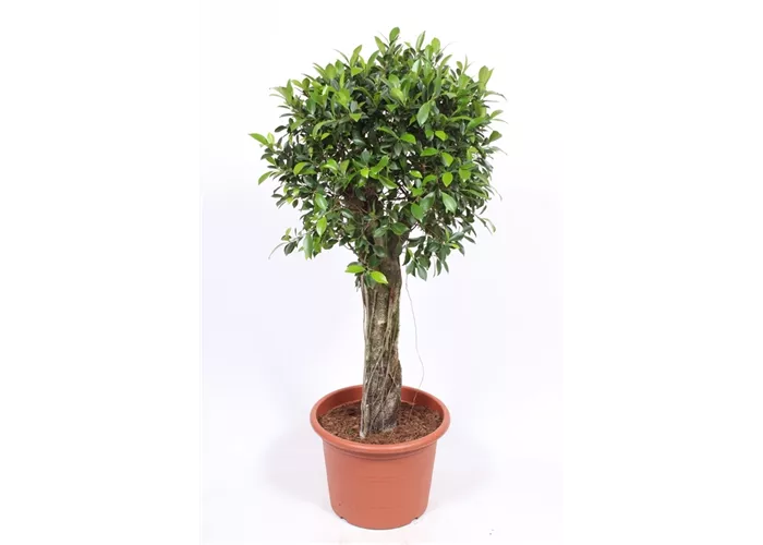 Birken-Feige Birken-Feige