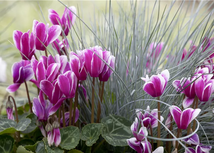 Alpenveilchen, zeitlose Klassiker  Alpenveilchen, zeitlose Klassiker