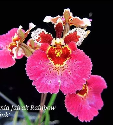 Tolumnia Jairak 'Hot Pink' Tolumnia Jairak 'Hot Pink'