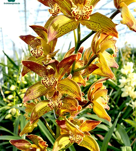 Cymbidium Jungle Girl