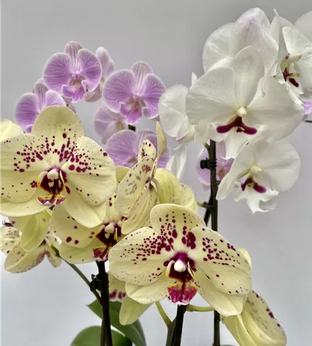 Phalaenopsis Mix