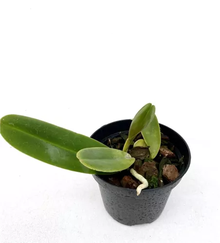 Rlc. Nakornchaisri Delight 'Yen'