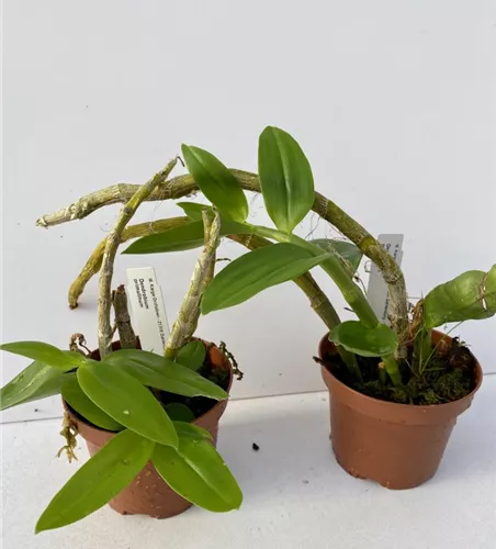 Dendrobium primulinum 