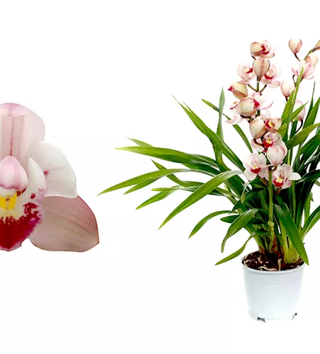 Cymbidium Wild Pink