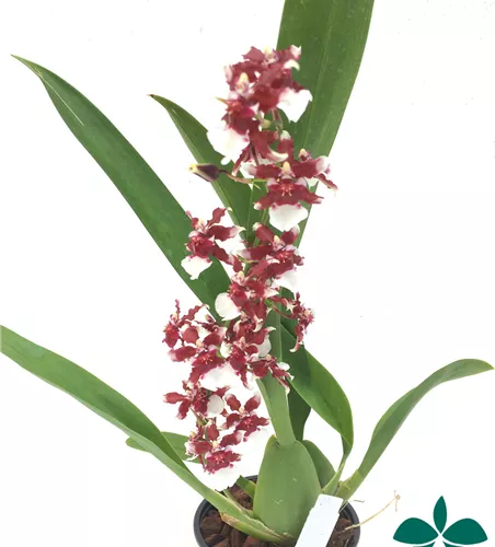 Oncidium Heaven Scent 'Redolence'