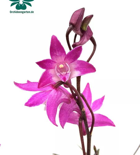 Dendrobium kingianum erecta