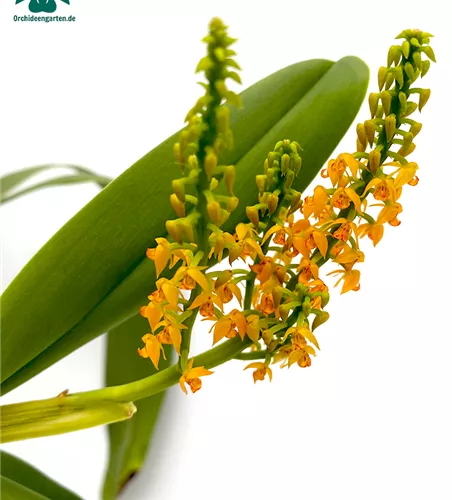 Polystachia paniculata
