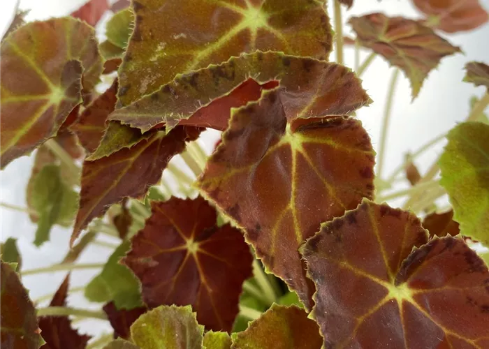 Begonia grün/ dunkel rotes Blatt 