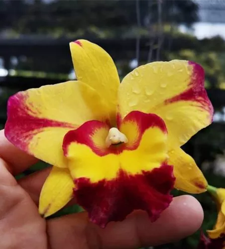 Rlc. Shan Ding Beauty Rlc. Shan Ding Beauty