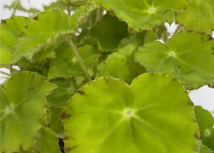 Blattbegonie mit grünem Blatt