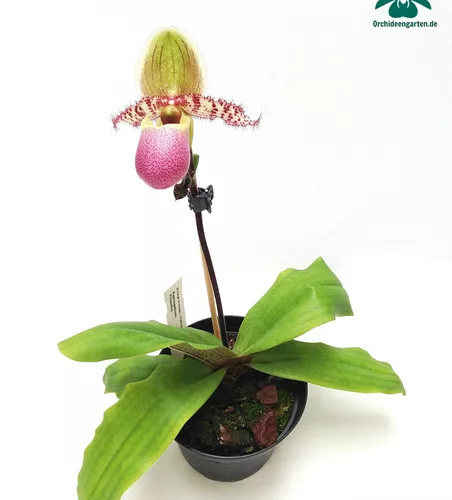 Paphiopedilum Pinocchio
