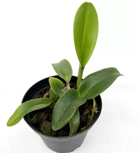 Rlc. Siam White 'The Best'