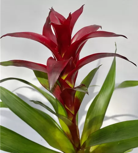 Guzmania dunkel rot 