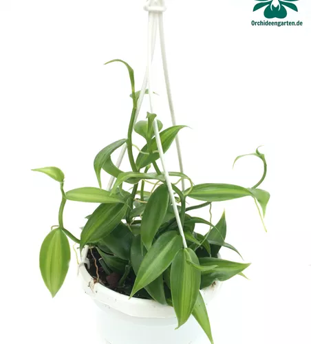 Vanilla planifolia
