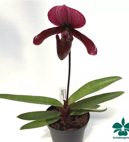 Paphiopedilum Black Jack