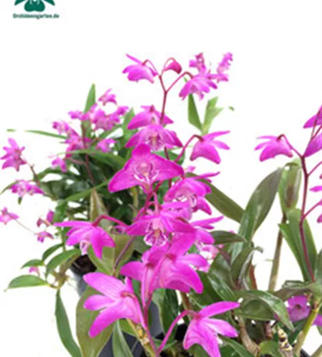 Dendrobium kingianum Dendrobium kingianum