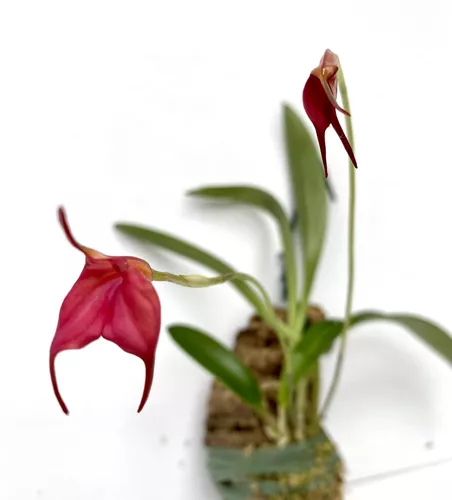 Masdevallia barleana Masdevallia barleana