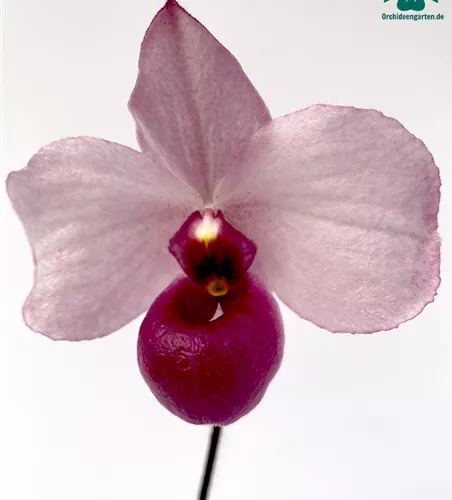 Paphiopedilum delenatii vinicolor