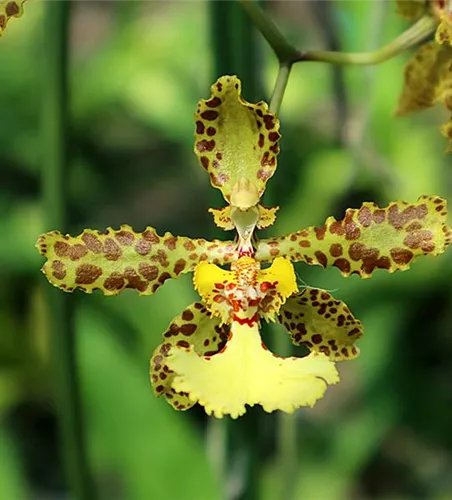 Oncidium (Trichocentrum) jonesianum x stacyi