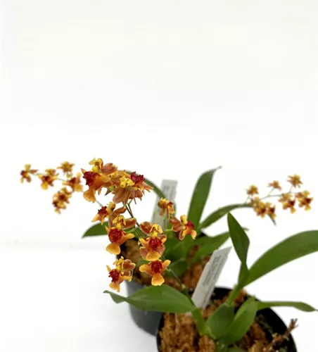 Oncidium Twinkle Anne