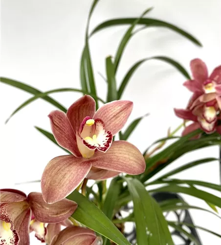 Cymbidium Alison Shaw