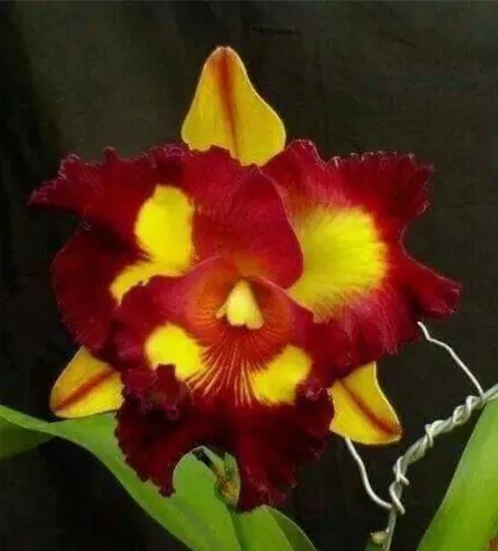 Rlc. Lei Ching Te - Yellow Red Splashes