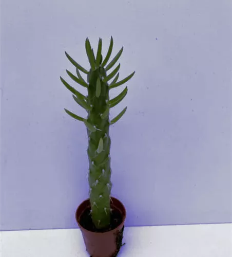 Opuntia
