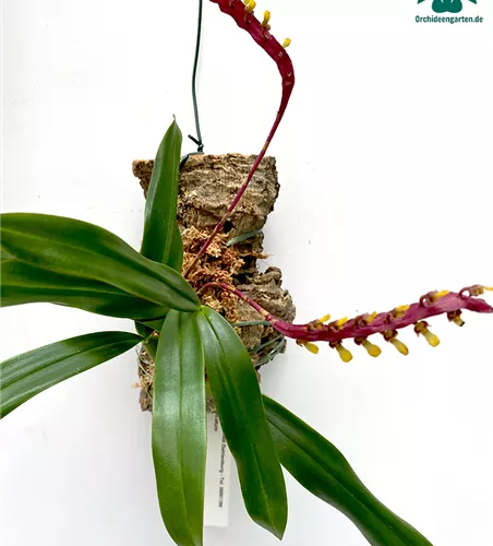 Bulbophyllum falcatum