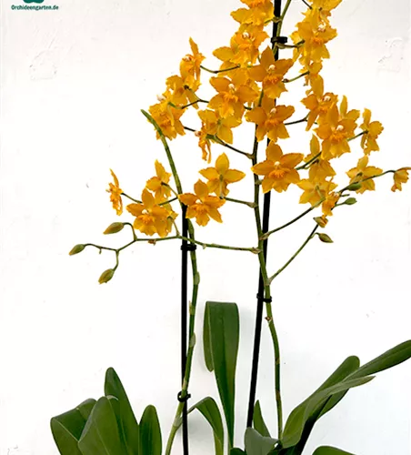 Oncidium Buttercup