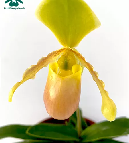 Paphiopedilum helenae Hybride