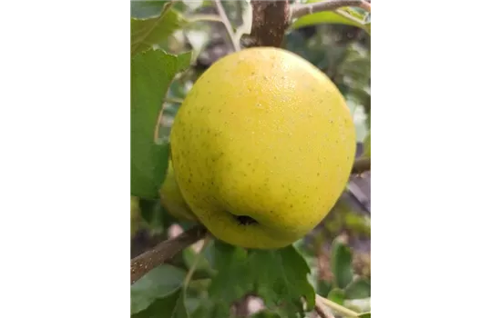 Apfel 'Ananasrenette' Apfel 'Ananasrenette'