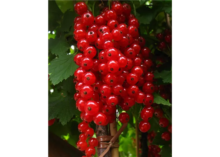 Säulenjohannisbeere 'Rolan' Säulenjohannisbeere 'Rolan'