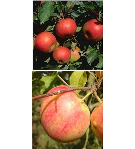 Apfel DUO 'Idared/Geheimrat Oldenburg' Apfel DUO 'Idared/Geheimrat Oldenburg'