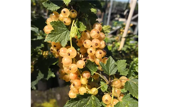 Säulenjohannisbeere 'Primus' Säulenjohannisbeere 'Primus'