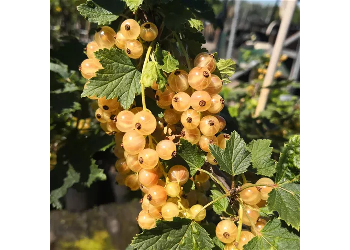 Säulenjohannisbeere 'Primus' Säulenjohannisbeere 'Primus'