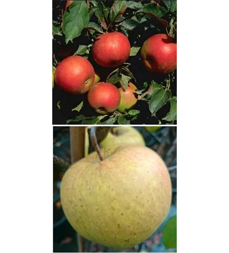 Apfel DUO 'Idared/Gehrers Rambur' Apfel DUO 'Idared/Gehrers Rambur'
