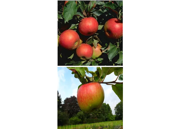 Apfel DUO 'Idared/Juwel von Kirchwerder'