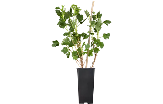 Stachelbeere 'Hinnonmäki' Stachelbeere 'Hinnonmäki'