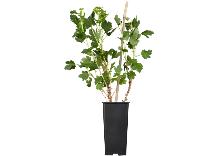 Stachelbeere 'Hinnonmäki' Stachelbeere 'Hinnonmäki'