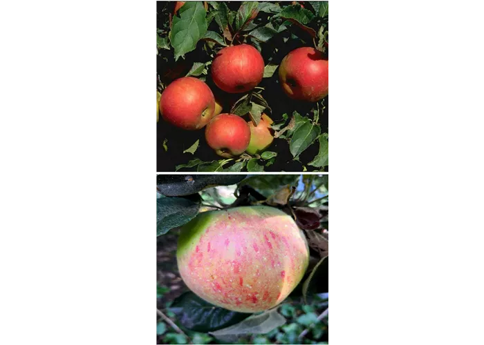 Apfel DUO 'Idared/Osnabrücker Renette'