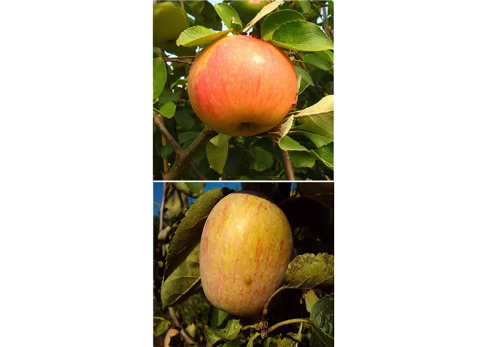 Apfel DUO 'James Grieve/Berner Rosenapfel'